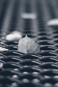 Preview wallpaper leaves, mesh, autumn, macro, black and white