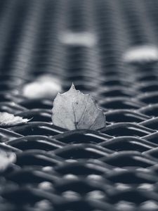 Preview wallpaper leaves, mesh, autumn, macro, black and white