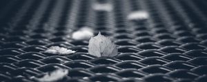 Preview wallpaper leaves, mesh, autumn, macro, black and white