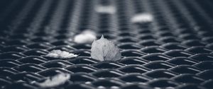 Preview wallpaper leaves, mesh, autumn, macro, black and white