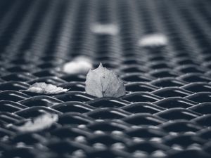 Preview wallpaper leaves, mesh, autumn, macro, black and white