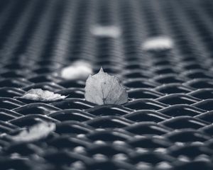 Preview wallpaper leaves, mesh, autumn, macro, black and white