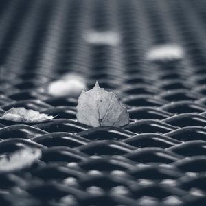 Preview wallpaper leaves, mesh, autumn, macro, black and white