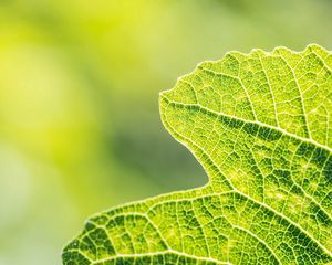 Preview wallpaper leaves, mesh, stems, plant