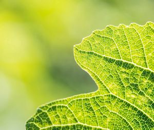 Preview wallpaper leaves, mesh, stems, plant