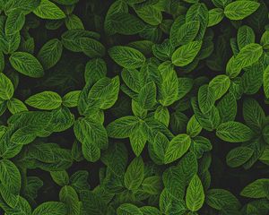 Preview wallpaper mint, leaves, plant, bushes
