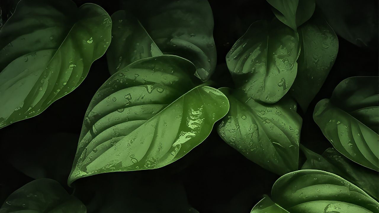 Wallpaper leaves, moisture, drops, plants, green