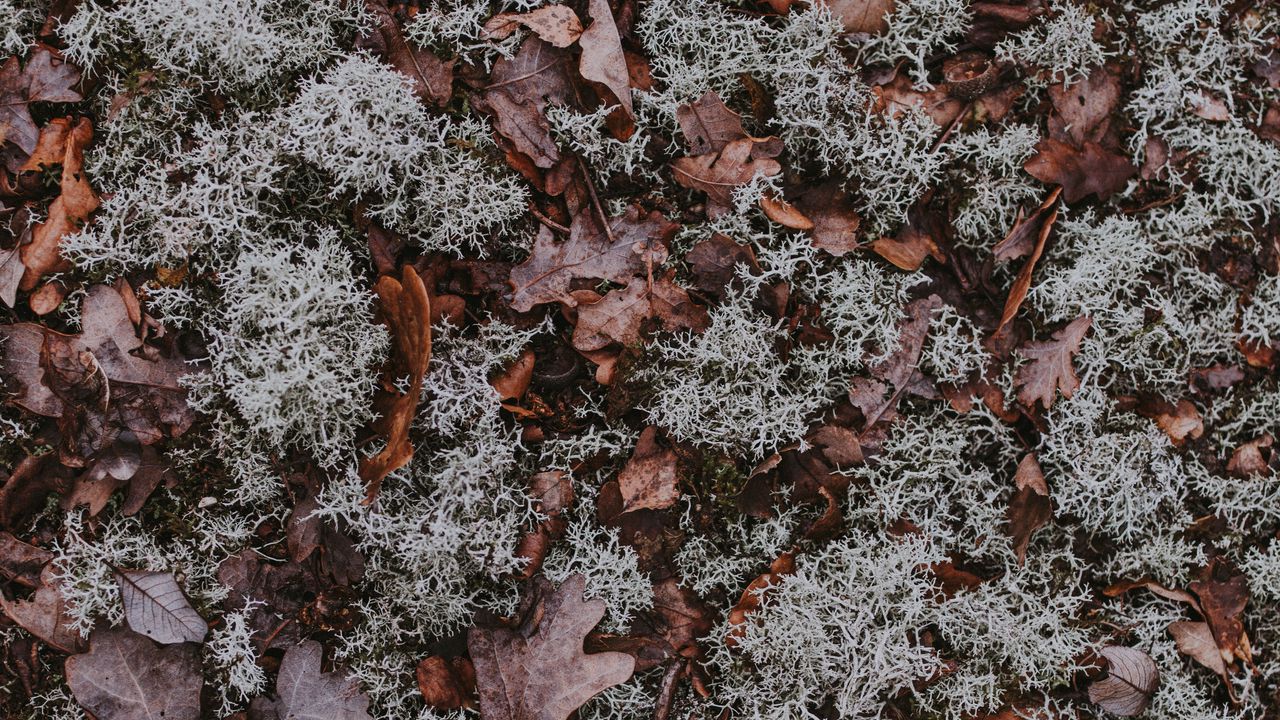 Wallpaper leaves, moss, dry, ground, fallen, autumn