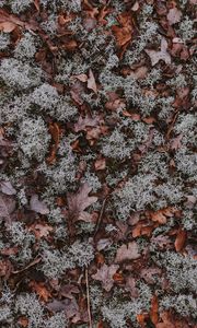 Preview wallpaper leaves, moss, dry, ground, fallen, autumn