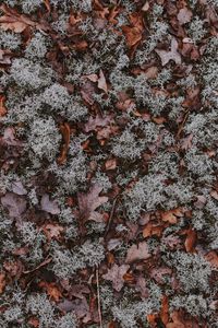 Preview wallpaper leaves, moss, dry, ground, fallen, autumn