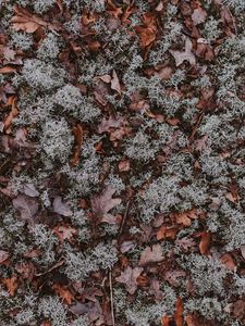 Preview wallpaper leaves, moss, dry, ground, fallen, autumn