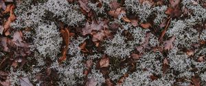 Preview wallpaper leaves, moss, dry, ground, fallen, autumn