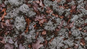 Preview wallpaper leaves, moss, dry, ground, fallen, autumn