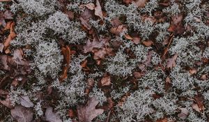 Preview wallpaper leaves, moss, dry, ground, fallen, autumn