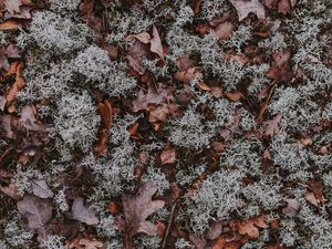 Preview wallpaper leaves, moss, dry, ground, fallen, autumn