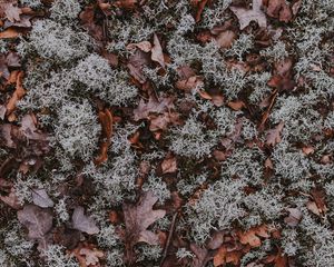 Preview wallpaper leaves, moss, dry, ground, fallen, autumn