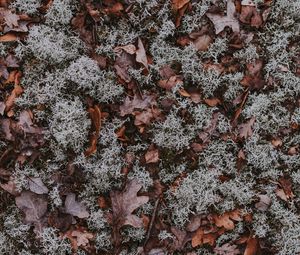 Preview wallpaper leaves, moss, dry, ground, fallen, autumn