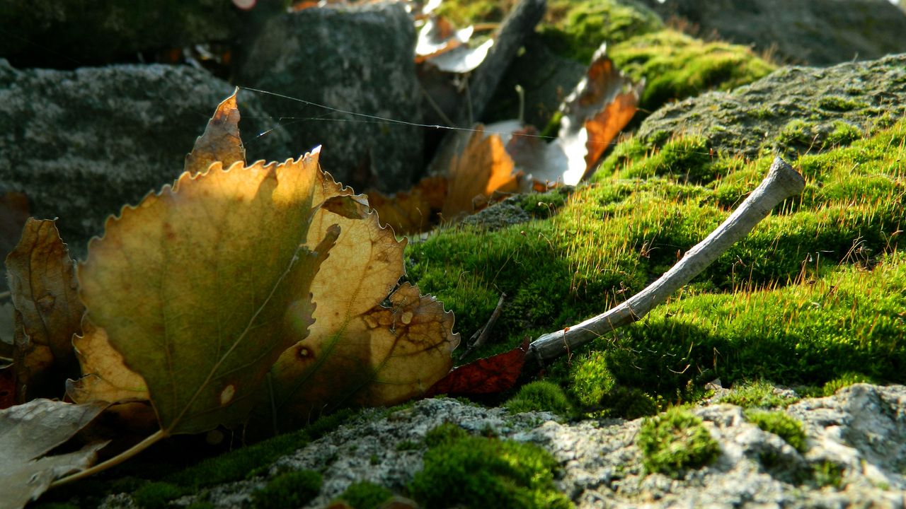 Wallpaper leaves, moss, web, stones, branches, macro