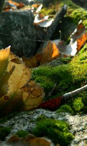 Preview wallpaper leaves, moss, web, stones, branches, macro