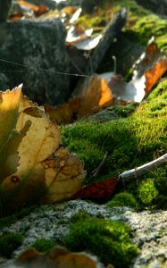 Preview wallpaper leaves, moss, web, stones, branches, macro