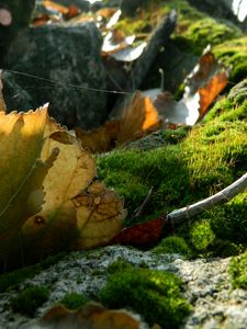 Preview wallpaper leaves, moss, web, stones, branches, macro