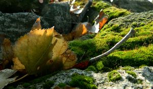 Preview wallpaper leaves, moss, web, stones, branches, macro