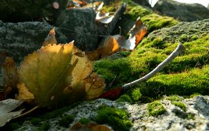 Preview wallpaper leaves, moss, web, stones, branches, macro