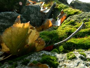 Preview wallpaper leaves, moss, web, stones, branches, macro