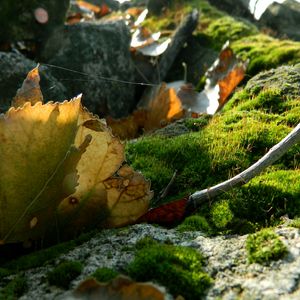 Preview wallpaper leaves, moss, web, stones, branches, macro