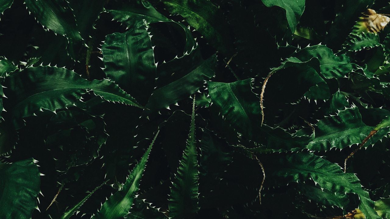 Wallpaper leaves, needles, green, dark