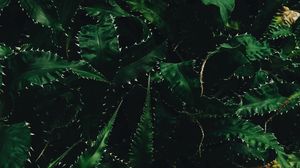 Preview wallpaper leaves, needles, green, dark