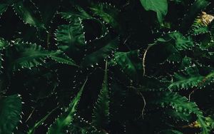 Preview wallpaper leaves, needles, green, dark
