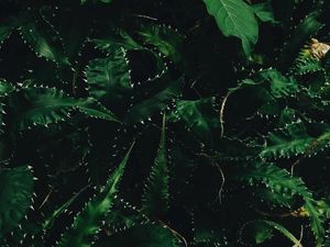 Preview wallpaper leaves, needles, green, dark