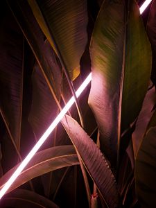 Preview wallpaper leaves, neon, light, line, glow