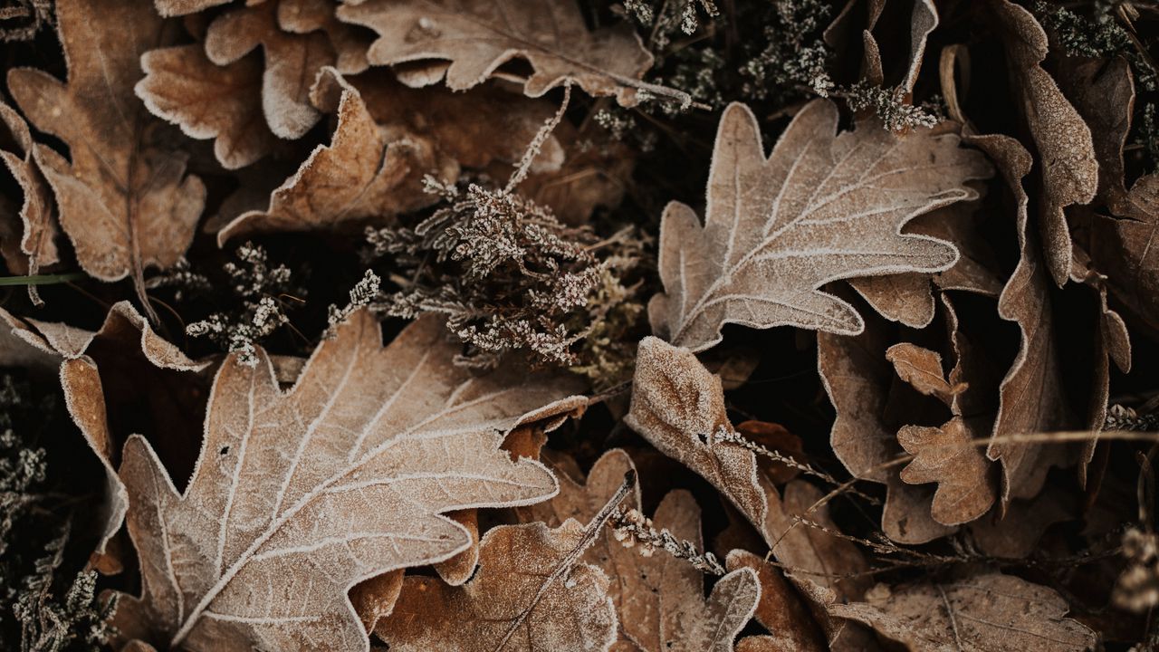Wallpaper leaves, oak, autumn, frost, fallen