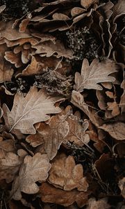 Preview wallpaper leaves, oak, autumn, frost, fallen