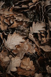 Preview wallpaper leaves, oak, autumn, frost, fallen