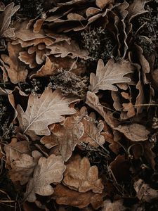 Preview wallpaper leaves, oak, autumn, frost, fallen