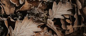 Preview wallpaper leaves, oak, autumn, frost, fallen