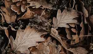 Preview wallpaper leaves, oak, autumn, frost, fallen