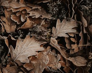 Preview wallpaper leaves, oak, autumn, frost, fallen