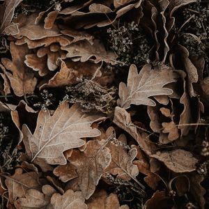Preview wallpaper leaves, oak, autumn, frost, fallen
