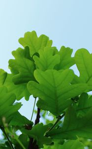 Preview wallpaper leaves, oak, branch, sky, macro