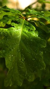 Preview wallpaper leaves, oak, drops, dew, rain, light, summer