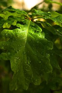 Preview wallpaper leaves, oak, drops, dew, rain, light, summer