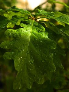 Preview wallpaper leaves, oak, drops, dew, rain, light, summer