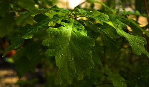 Preview wallpaper leaves, oak, drops, dew, rain, light, summer