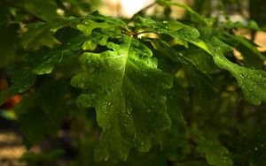 Preview wallpaper leaves, oak, drops, dew, rain, light, summer