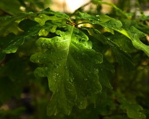 Preview wallpaper leaves, oak, drops, dew, rain, light, summer