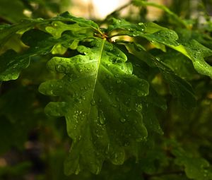 Preview wallpaper leaves, oak, drops, dew, rain, light, summer